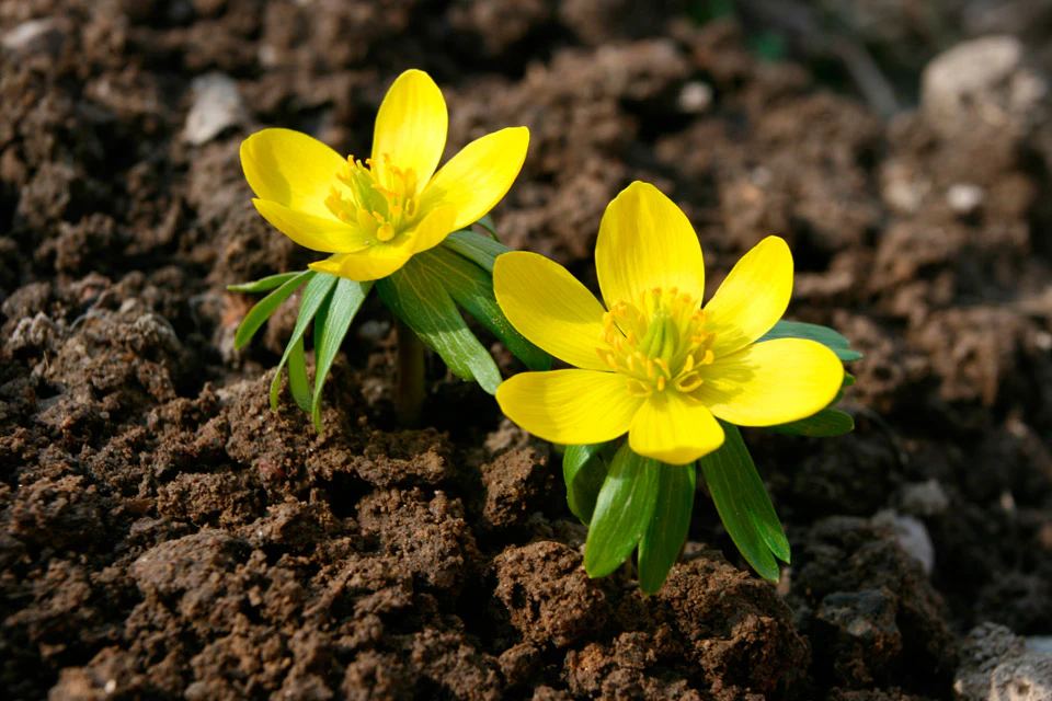 soil