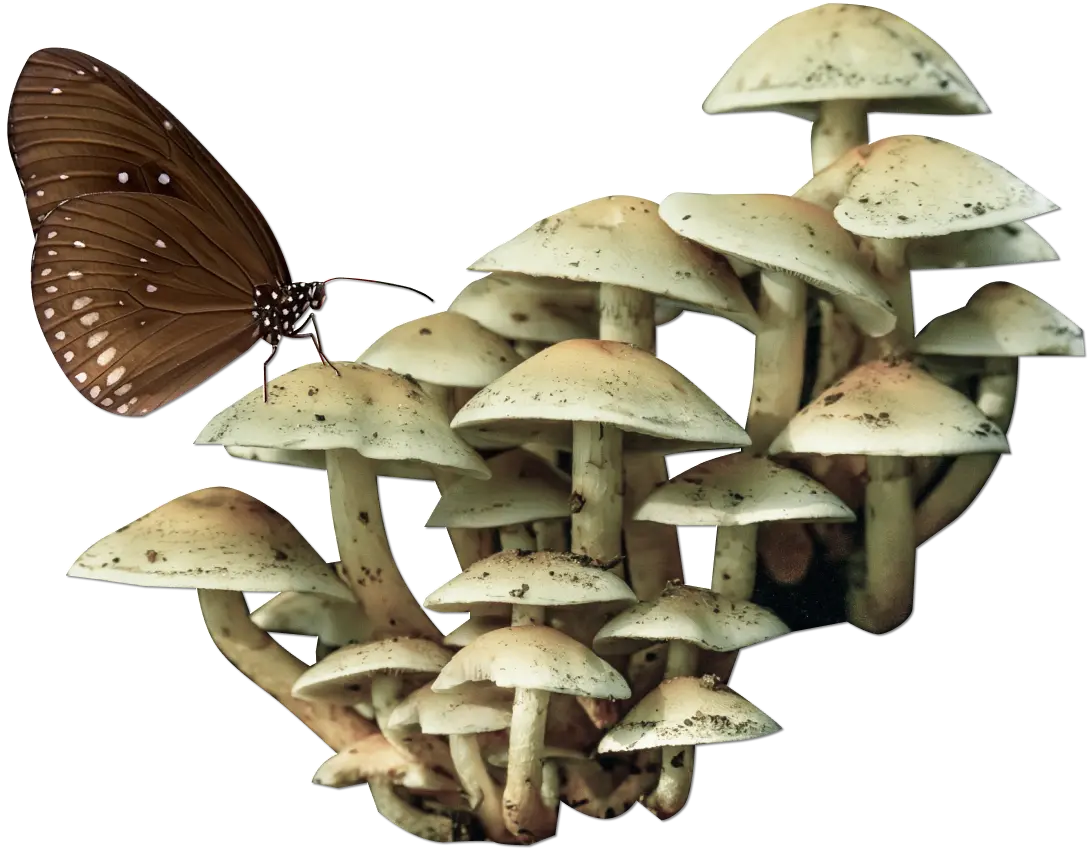 Collage of a butterfly sitting on a cluster of mushrooms