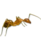ant
