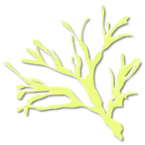 Yellow silhouette of seaweed