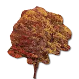 tree in the fall