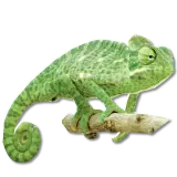 chameleon