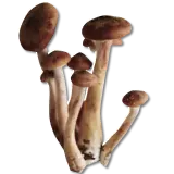 mushroom