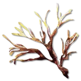seaweed