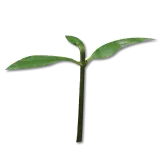 sprout