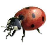ladybug