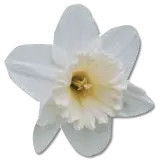 daffodil