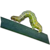 caterpillar