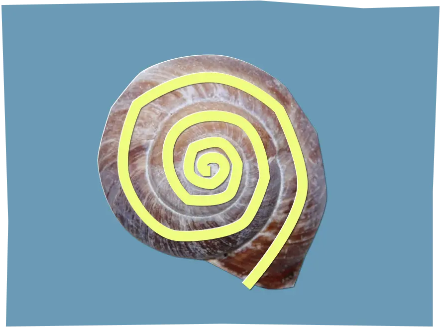 Collage of a snail house with a yellow line marking the spiral