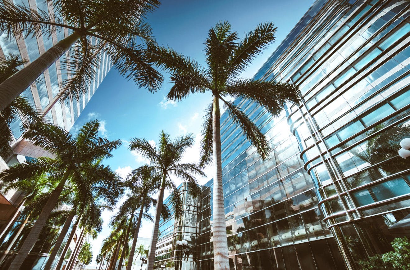 Palm trees in a building courtyard