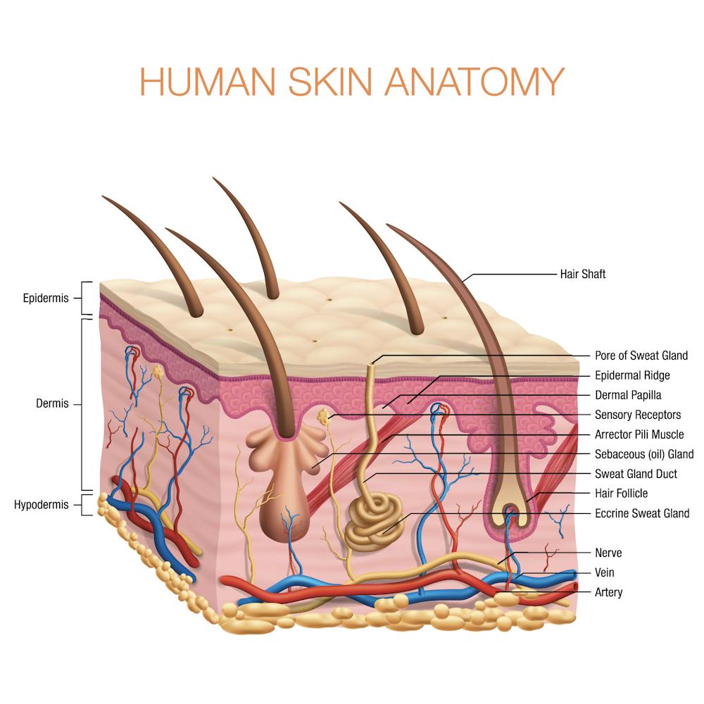 human skin anatomy