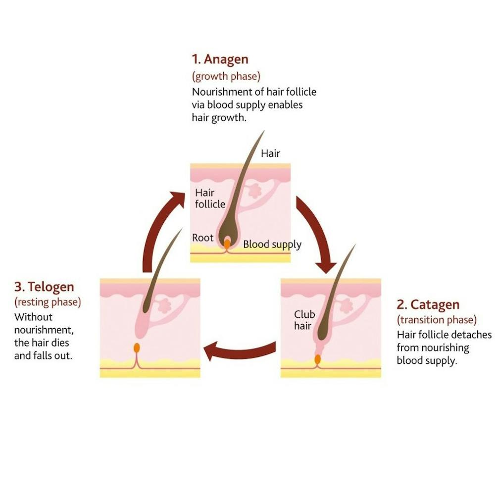 hair growth infographic