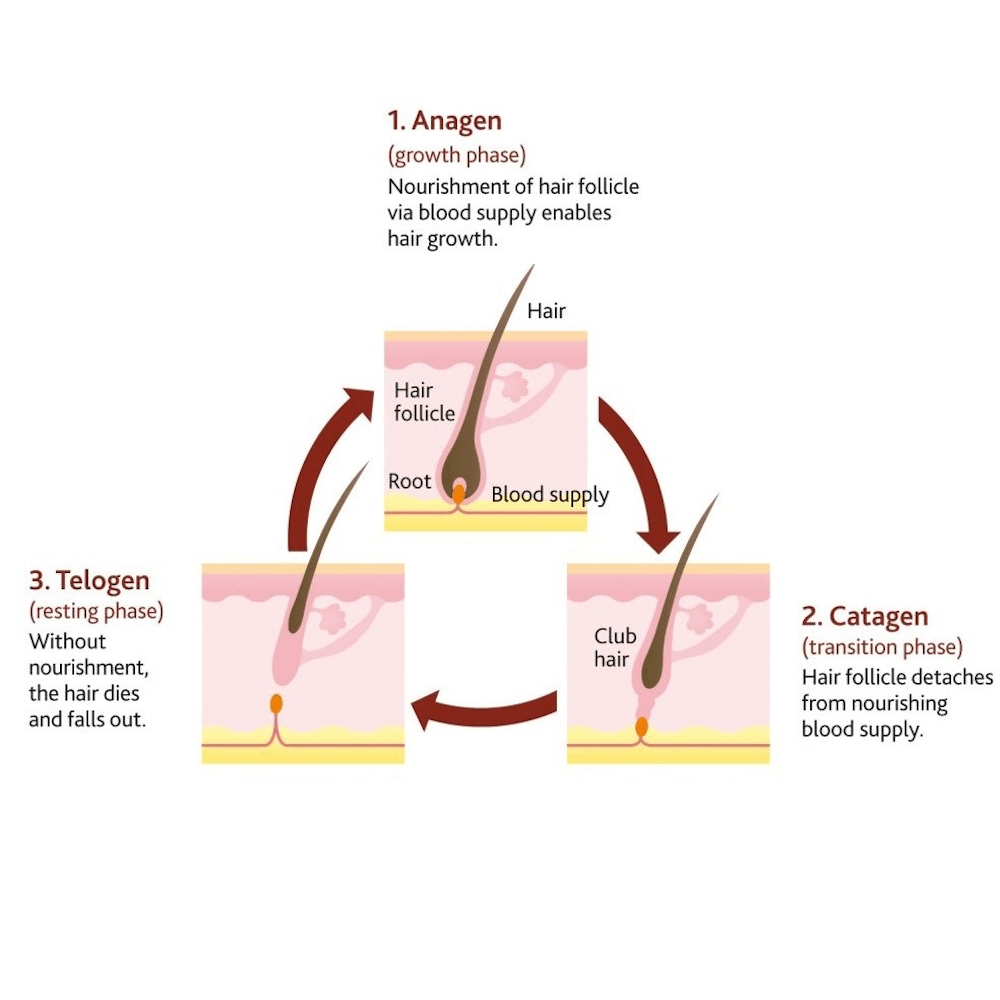 hair growth infographic