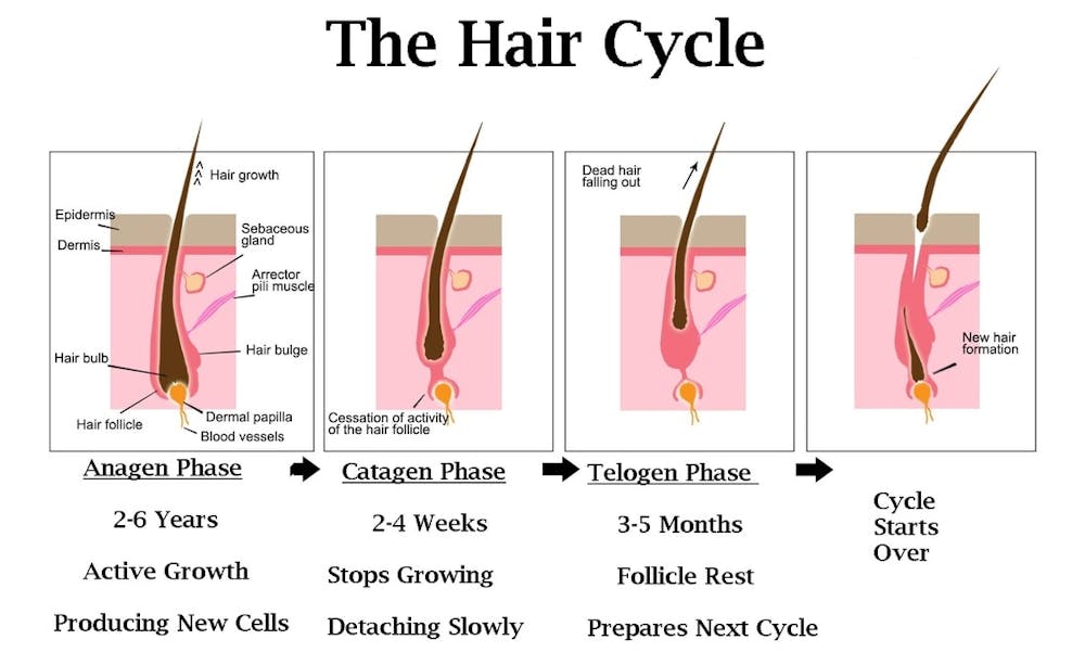 chart explaining the different hair growth phases in a cycle. This is for a blog post about Telogen Effluvium. 