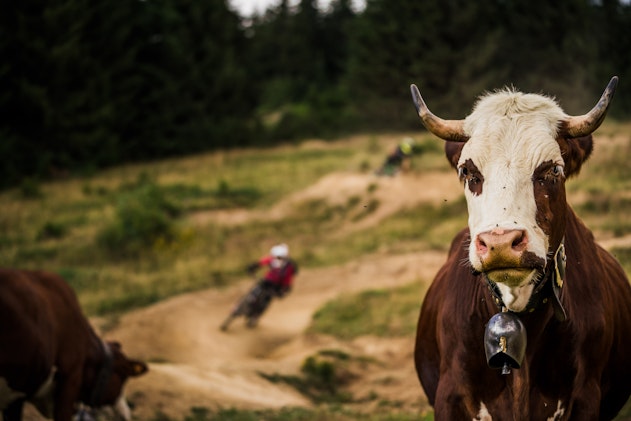 Cow