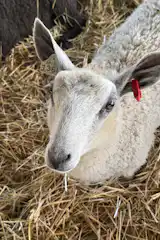 A goat.