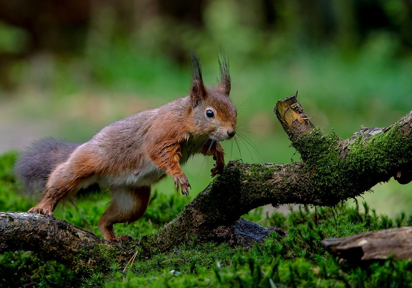 Red squirrels had lived in British forests for around 10,000 years before the arrival of the greys made life difficult for them.