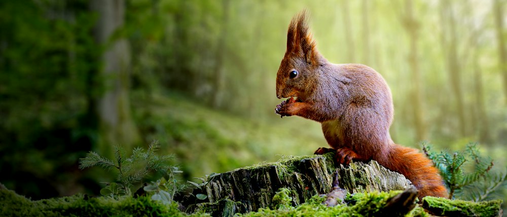 Let's bring back the red squirrel | Ecotalk