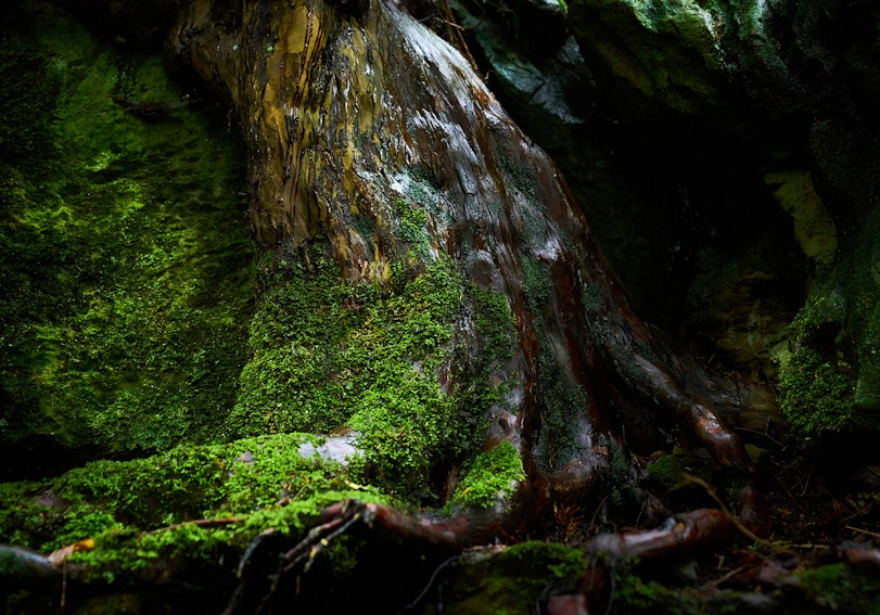 Rainforest trunk