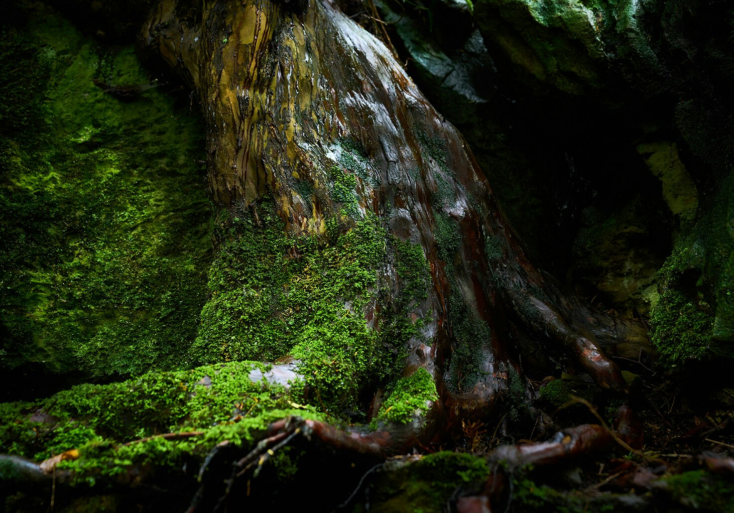The trunk of an ancient oak supports dozens of mosses and lichens, giving the rainforest setting the feel of a living, breathing fairytale.