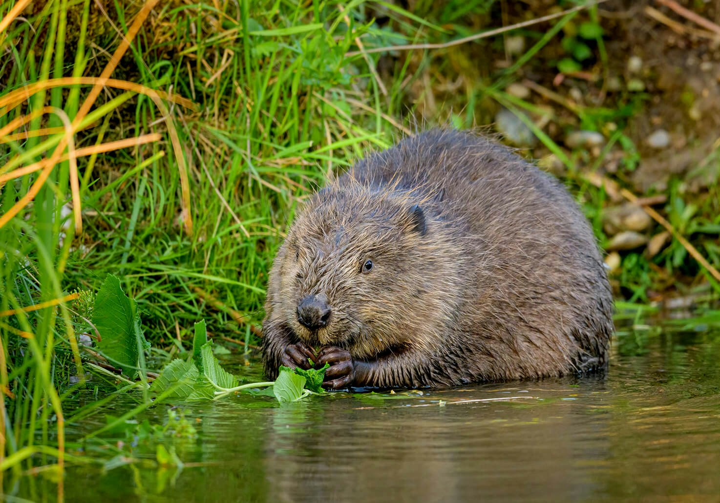 Ecotalk-SmallCarousel-Beaver