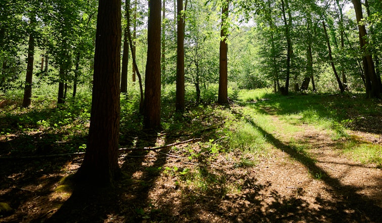 Forest