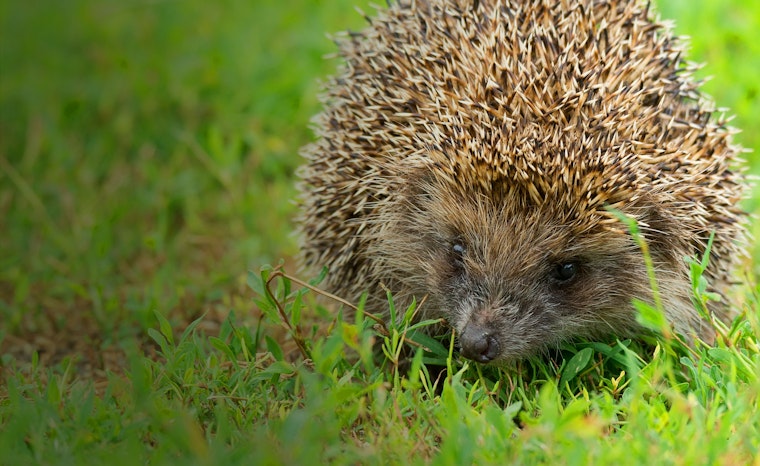 Hedgehog image