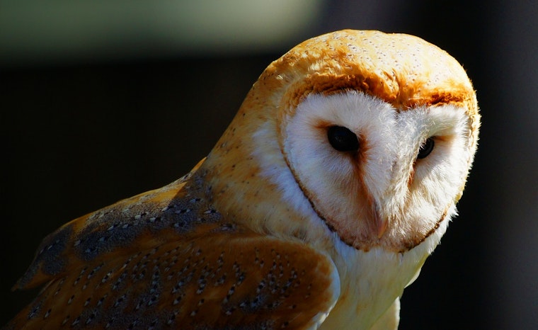 Barn owl