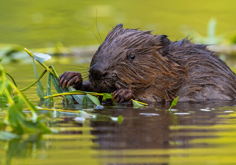 Beaver in the river