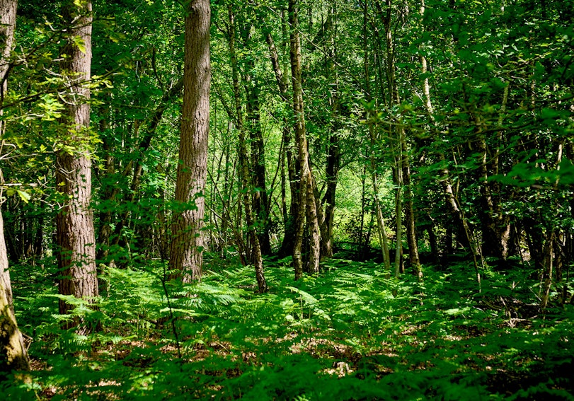 Woodland in Bowyers Wood
