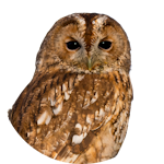 Twany owl