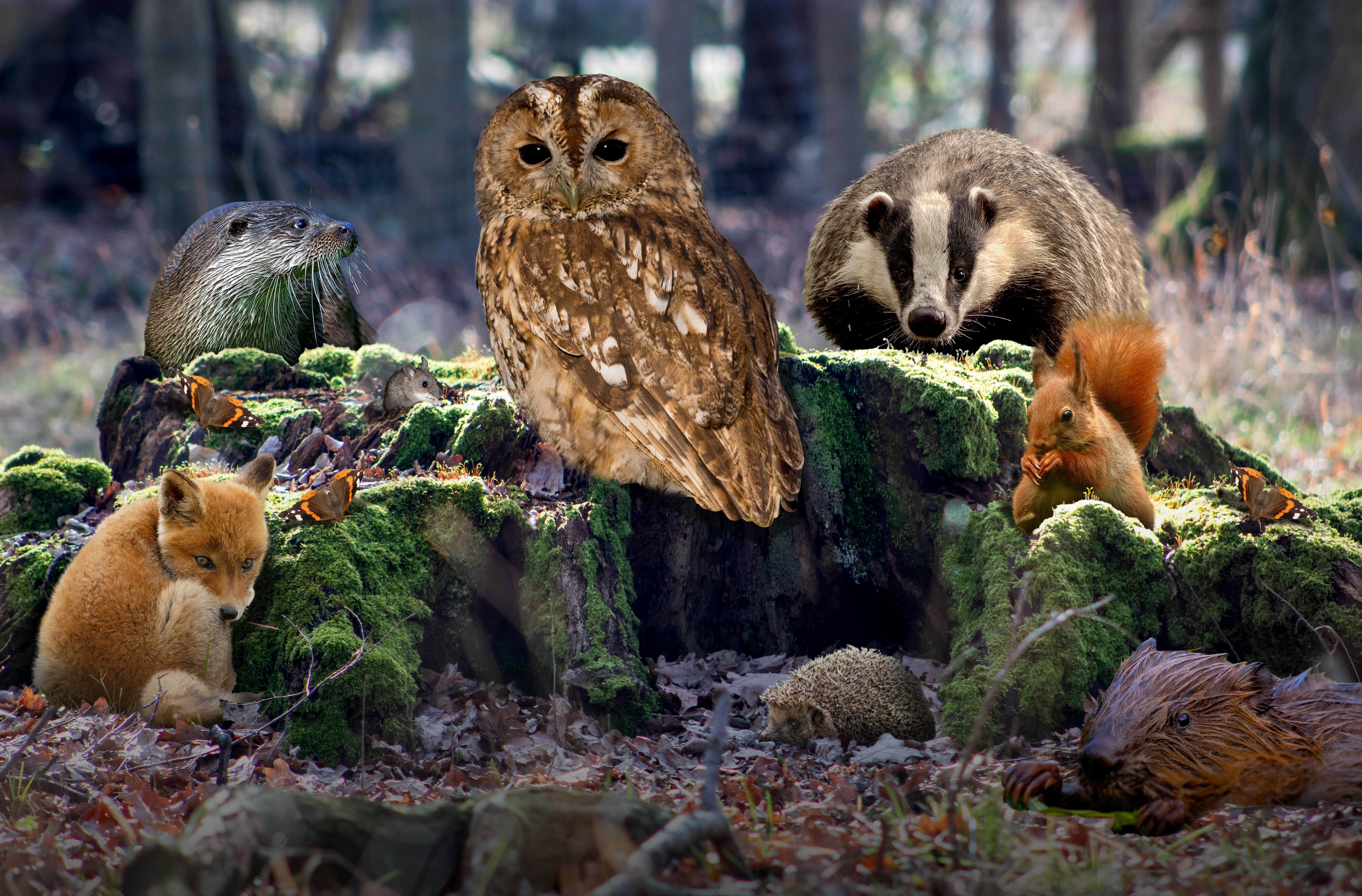 Ecotalk's board members