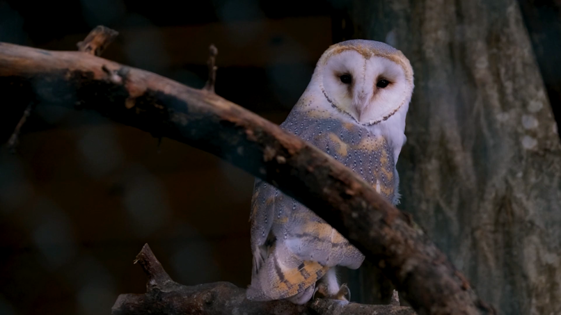 Barn owl
