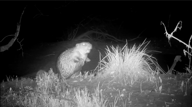 Beaver at Downicary Rewilding Site
