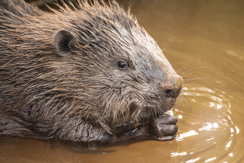 Beaver  in the water having just been reintroduced at Bowyers Wood