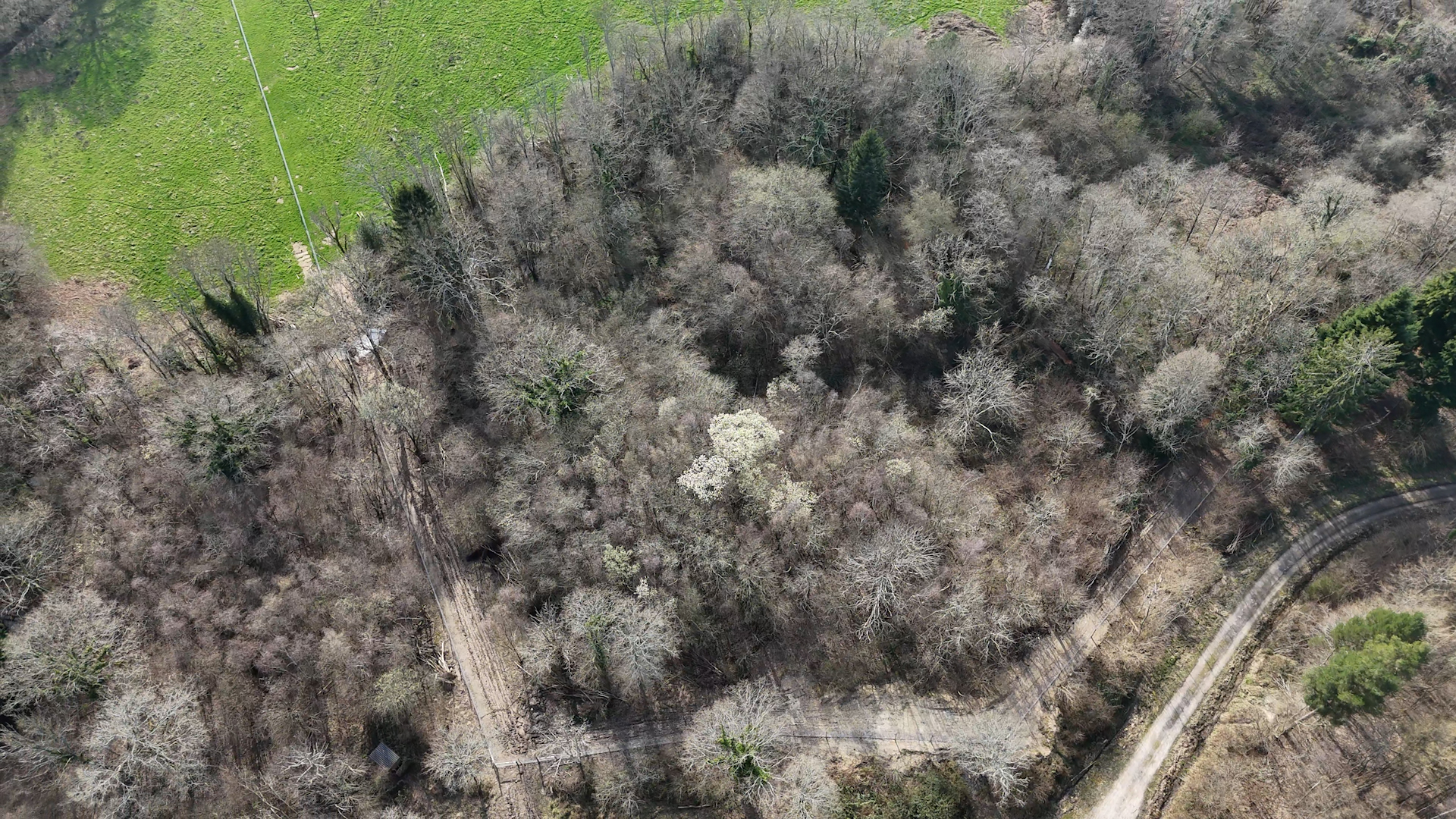 Aerial Shot of Bowyers Wood