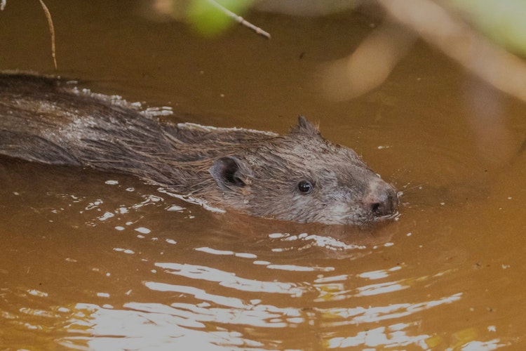 Swimming beaver at Bowyers Wood