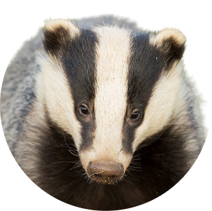 Badger