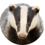Badger