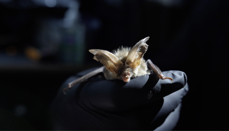 Brown long-eared bat (Plecotus auritus)