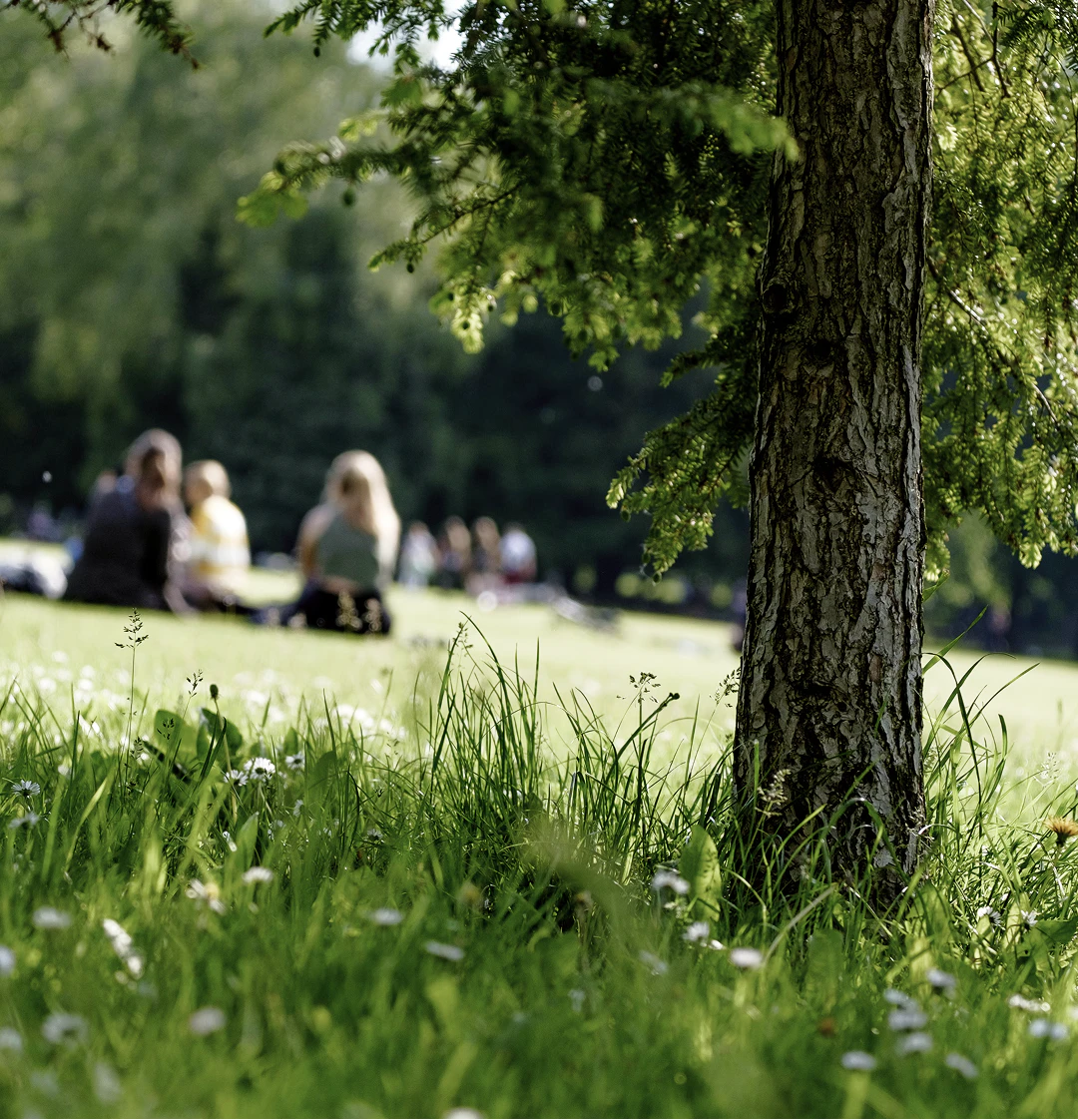 En grön park där människor sitter och har picknick