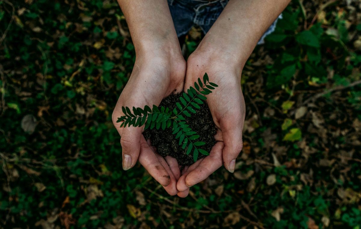 Racine de plantes qui représente le repreneuriat au Québec