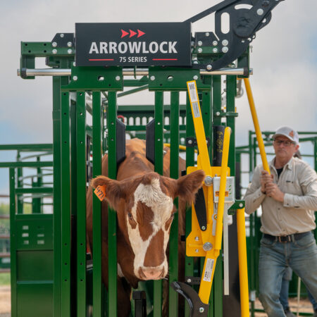 Rancher operating head gate handle of Arrowlock 75 series squeeze chute to catch and secure brown cow