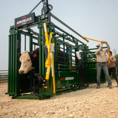 Black cow entering the head gate on Arrowlock 55 series cattle chute with rancher ready to safely secure it
