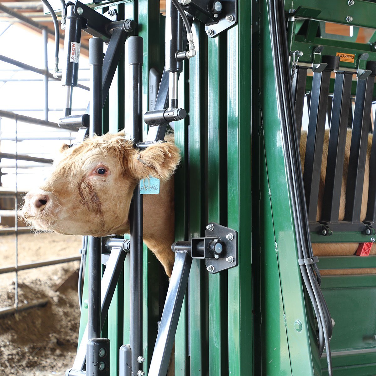 Neck Extenders being used on the General Hydraulic Chute with brown cow in feedlot