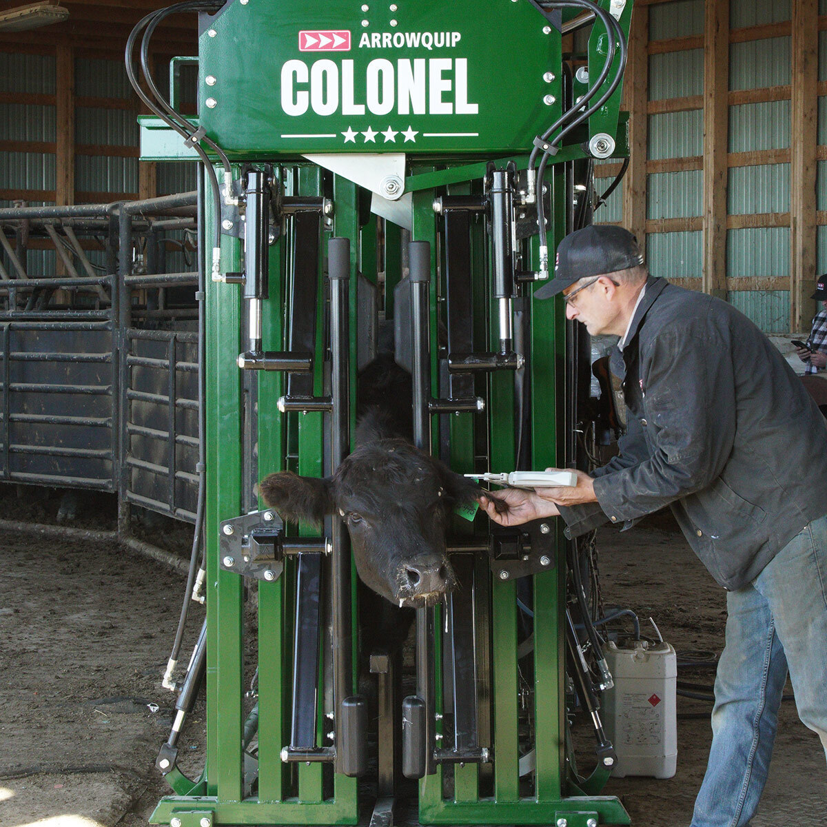 Rancher tagging black cow in neck extenders and head gate of the Colonel feedlot hydraulic chute