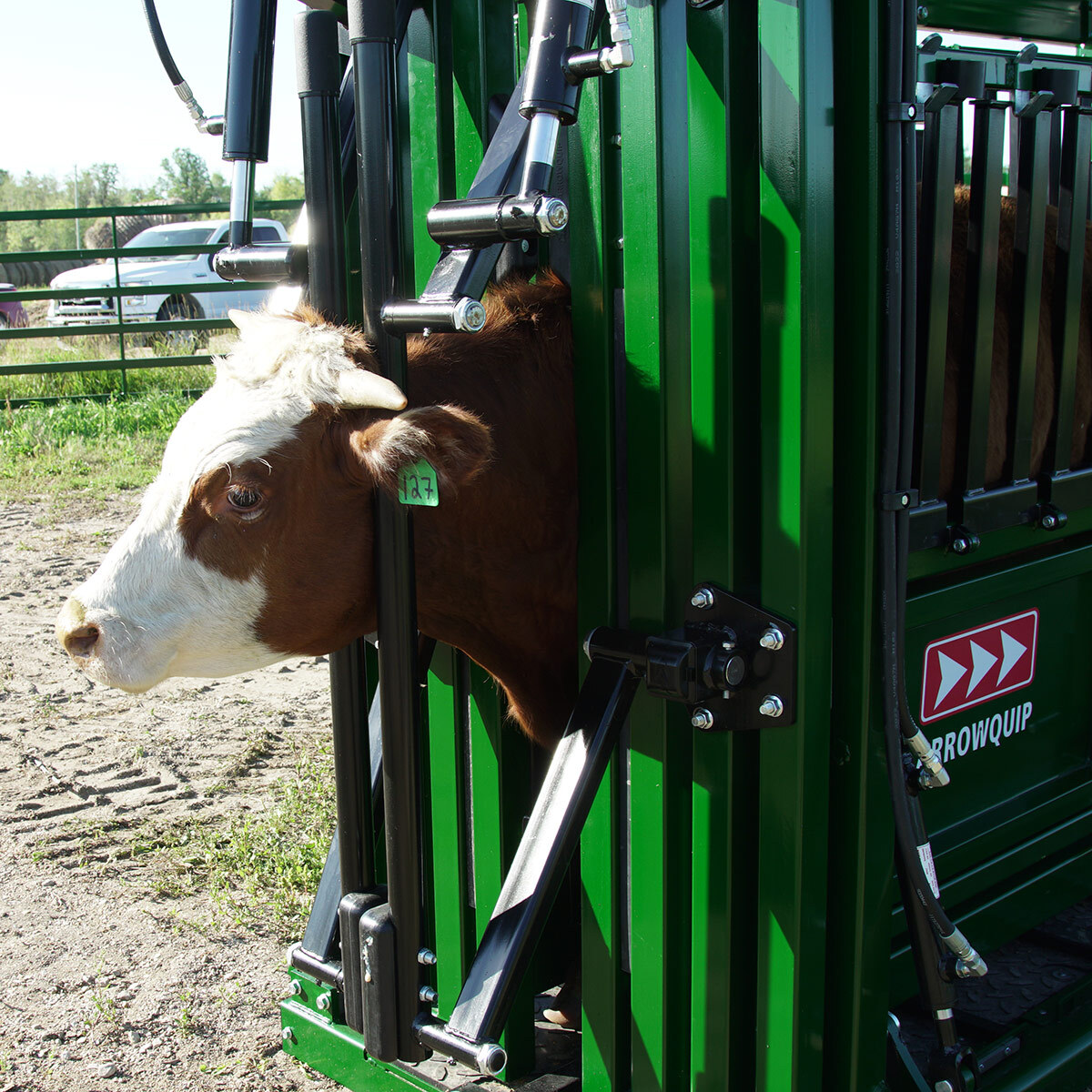 Vaccination neck access in hydraulic neck extenders with brown cow