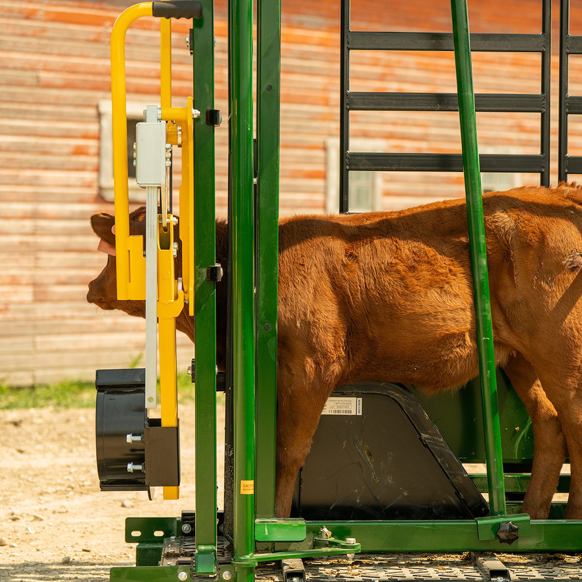 Arrowlock 88 series cattle squeeze chute calf restrainer bar access with brown calf