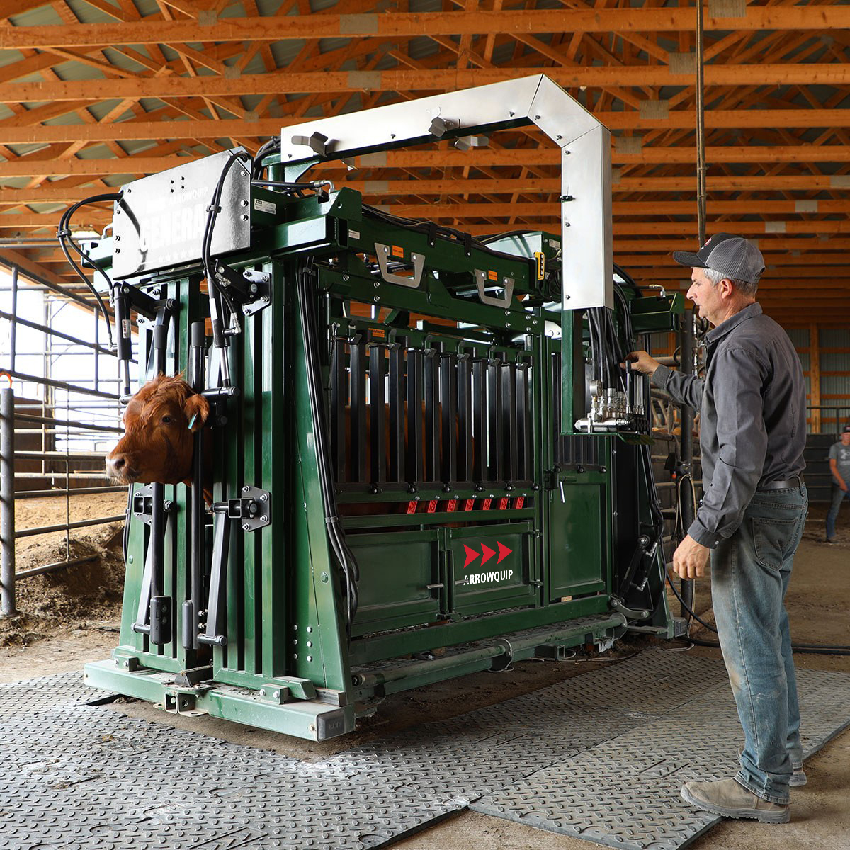 Rancher catching and securing brown cow in hydraulic neck extenders in The General Hydraulic Cattle Chute