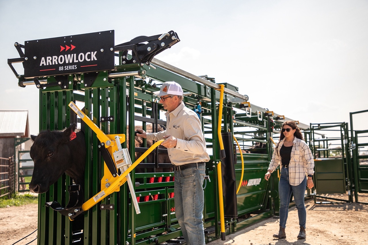 Arrowlock 88 series cattle squeeze chute portable handling system with black cow in head gate